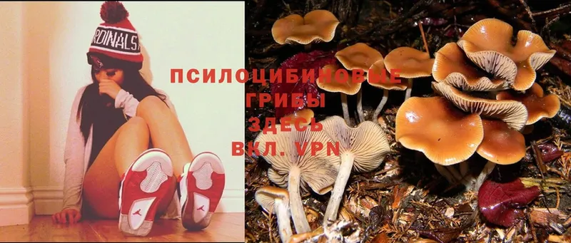 Псилоцибиновые грибы Psilocybe  купить наркоту  Ельня 